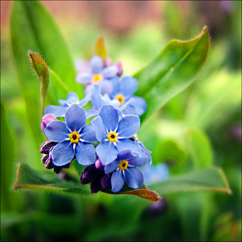 Spring ... / ***