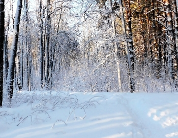 February morning / ***