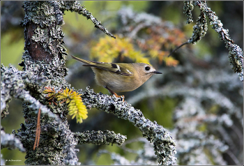 In the fairy forest / ***