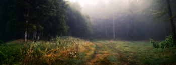Forestry morning / ***