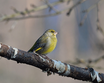 Yellow Wagtail / ***