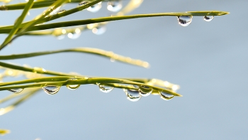 drops / ***