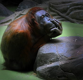 Thinker / ***