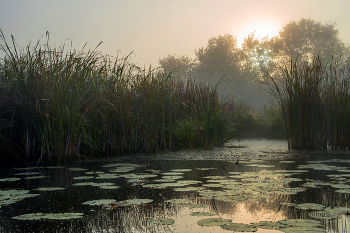 Autumn morning. / ***