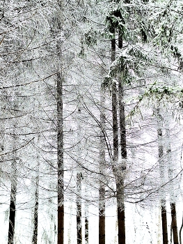 February / ***