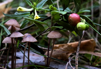 In forest / ***