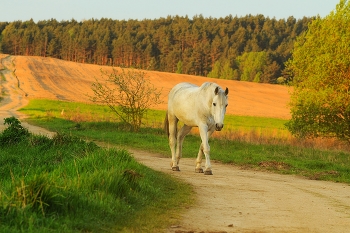 Morning Walk / ***
