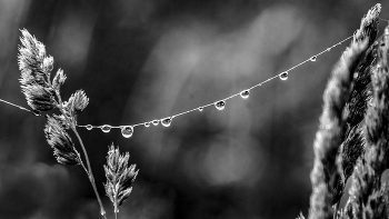 drops / ***