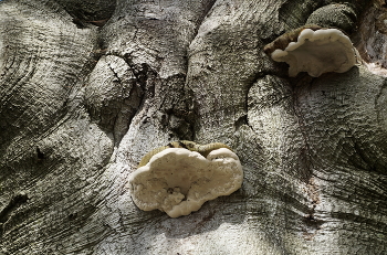 Parallel World / ***