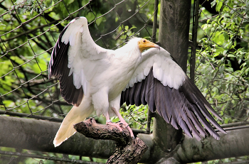 Neophron percnopterus / ***