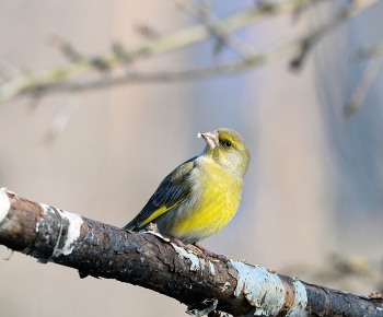 Yellow Wagtail / ***