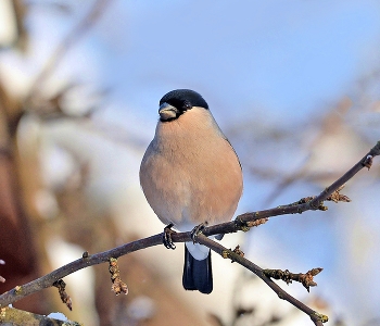 Bullfinch / ***