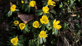 Spring is coming / ***