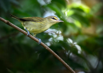 Yucatan Vireo / ***