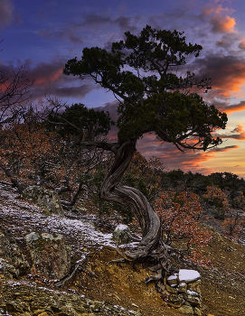 Juniper / ***