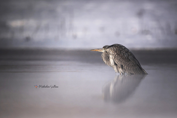 Foggy morning. / ***