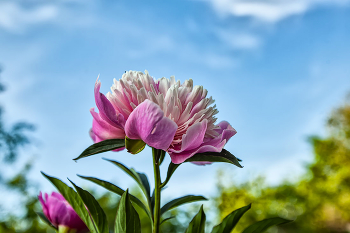 Peony / ***