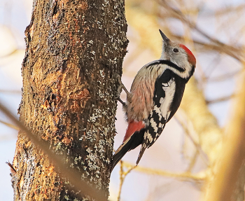 Middle spotted woodpecker / ***