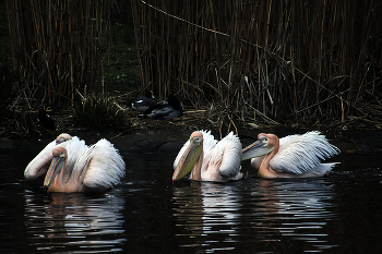 Pelicans / ***