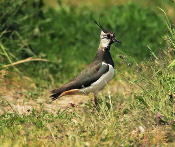 Lapwing / ***