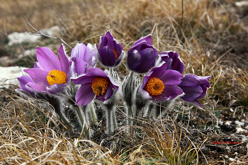 Pulsatilla Crimean / ***