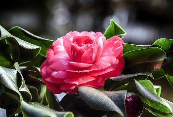 Camellia / ***