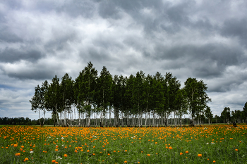 Happy Holidays! / ***