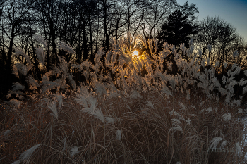 The setting sun / ***