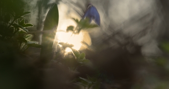 Sunrise / ***