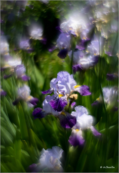 Irises / ***