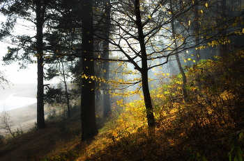 Morning landscape / ***