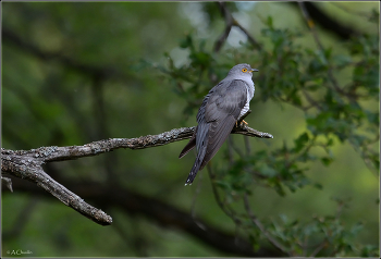 Cuckoo / ***