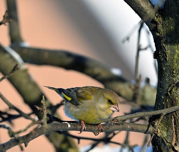 Yellow Wagtail / ***