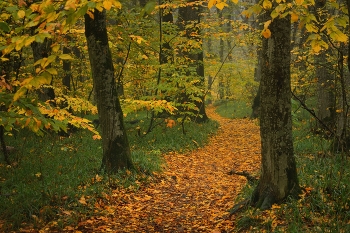 Autumn trail / ***