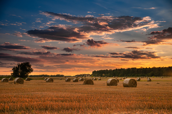 Russian field / ***