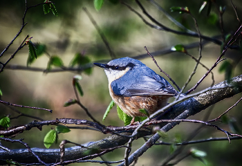 Nuthatch / ***
