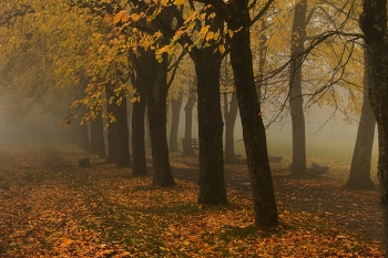 Sunrise over the river / ***