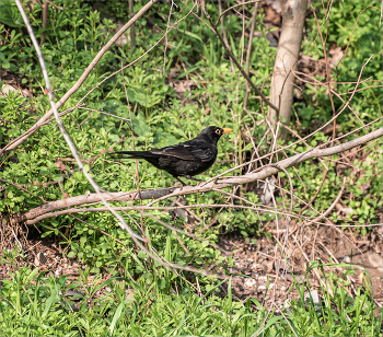 Blackbird / ***
