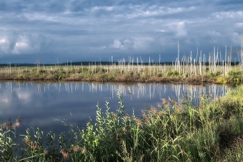 Dawn on the swamp / ***