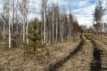The smell of spring / ***