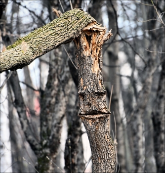 Tree / ***