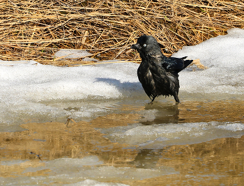 Spring has come / ***