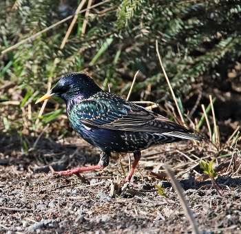 Starling / ***
