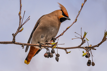 waxwing / ***