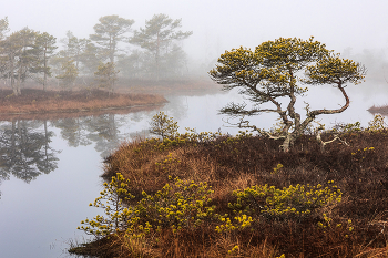 Spring is in the swamp / ***
