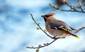Waxwing. / ***