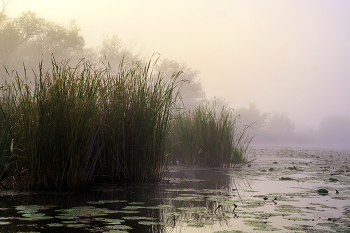 Foggy morning. / ***