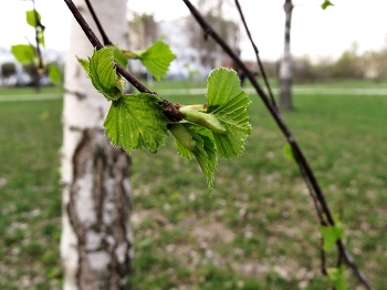 Spring / ***