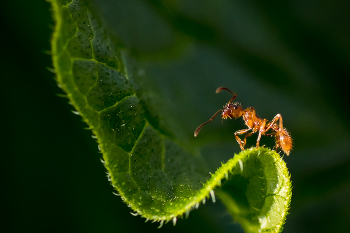 Conqueror of the vertices / ***