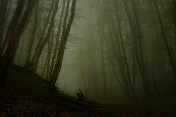 Morning in the forest / ***